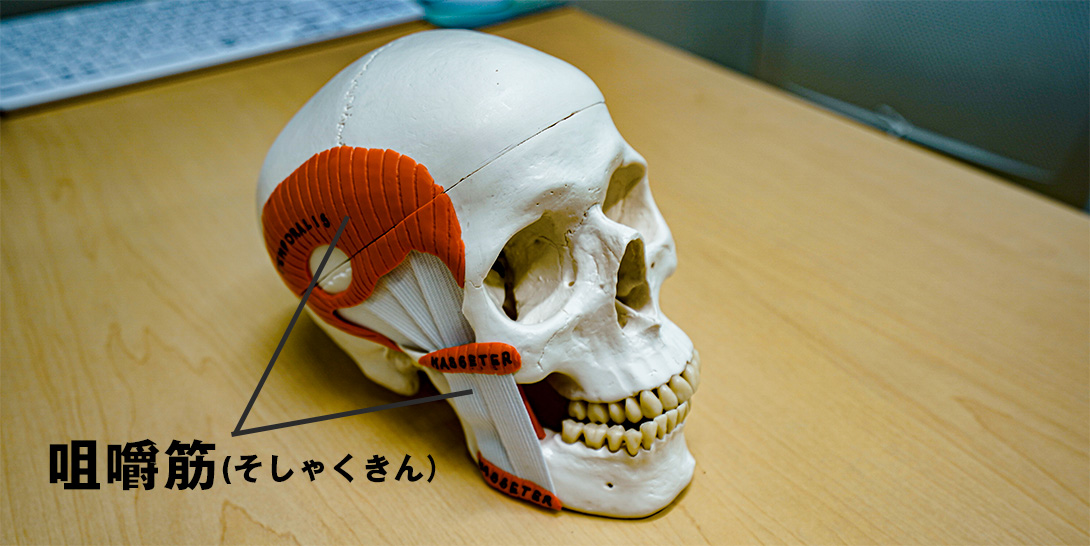 咀嚼筋（そしゃくきん）の位置・大宮いしはた歯科