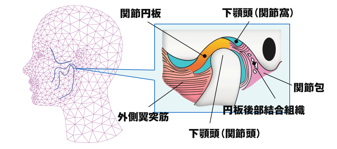 顎関節とは・大宮いしはた歯科