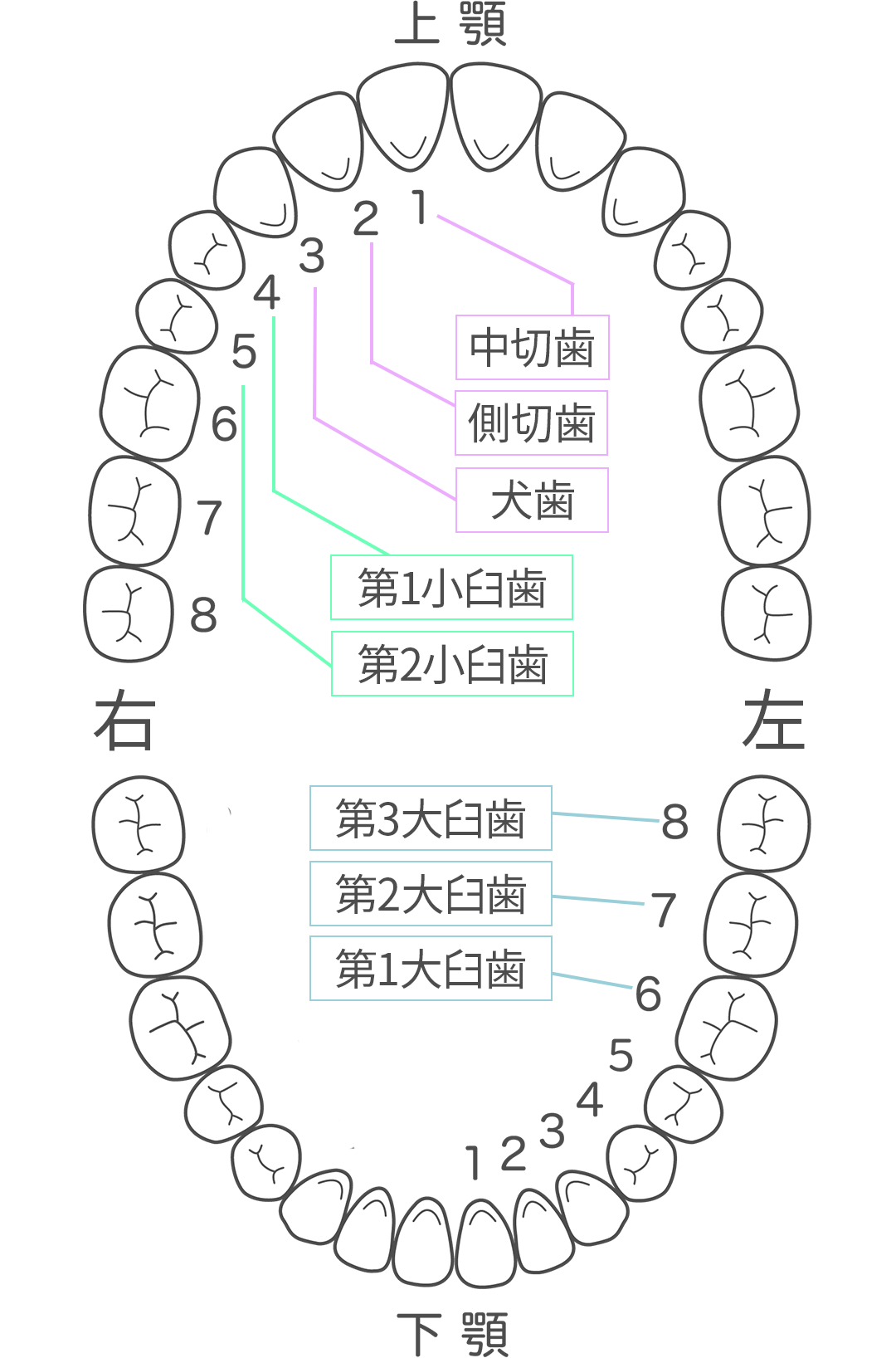 永久歯の順番|大宮駅から徒歩6分の歯医者、大宮いしはた歯科